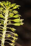 Green adder's-mouth orchid